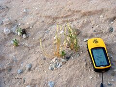 Oligomeris linifolia