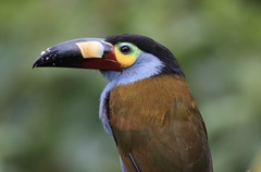 Andigena laminirostris