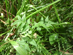 Idaeobatus