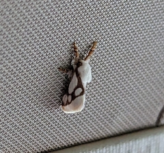 Parapluda invitabilis