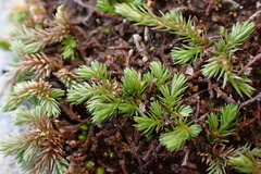Selaginella cinerascens