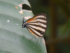 Arawacus lincoides