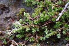 Selaginella cinerascens