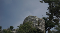 Monticola rupestris