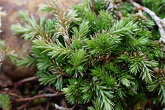 Selaginella cinerascens