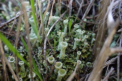Cladonia chlorophaea