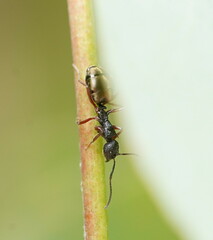 Dolichoderus doriae