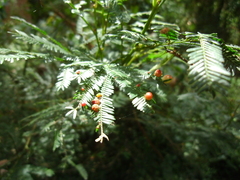 Austroacacidiplosis botrycephalae