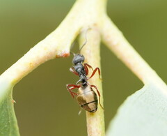 Dolichoderus doriae