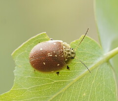 Paropsis aegrota