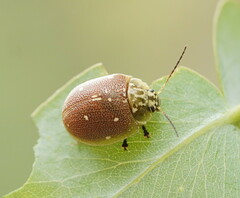 Paropsis aegrota