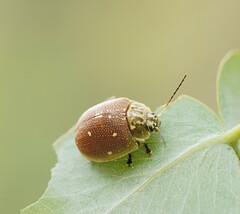 Paropsis aegrota