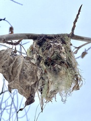 Vireo gilvus