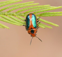 Calomela curtisi