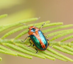 Calomela curtisi