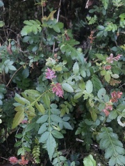 Weinmannia