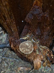 Jahnoporus