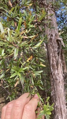 Coprosma linariifolia
