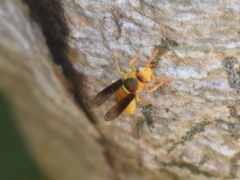 Parachartergus colobopterus