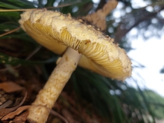 Saproamanita