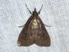 Pyraustini