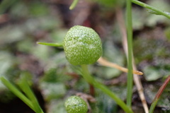 Asterella