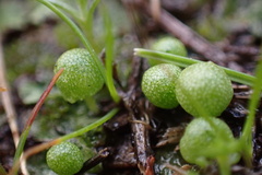Asterella