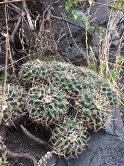 Mammillaria magnimamma