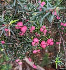 Leptecophylla oxycedrus