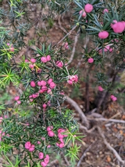 Leptecophylla oxycedrus
