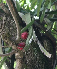 Selenicereus setaceus