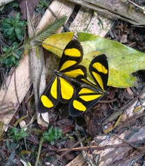 Cyllopodini