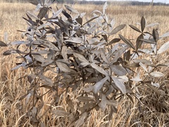 Baptisia bracteata leucophaea