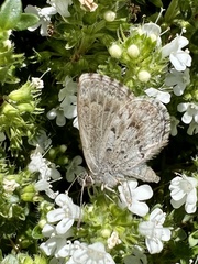 Zizina oxleyi