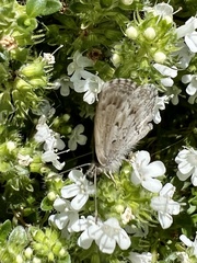 Zizina oxleyi