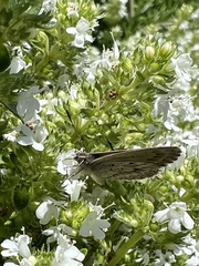 Zizina oxleyi
