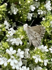 Zizina oxleyi