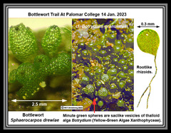 Botrydium granulatum