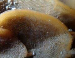 Steginoporella chartacea