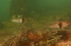 Notolabrus tetricus