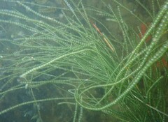 Chaetomorpha coliformis