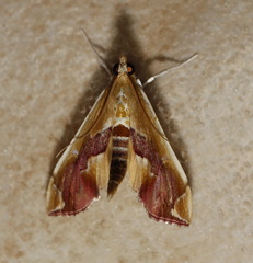 Agathodes ostentalis