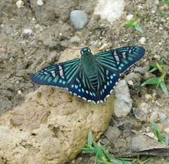 Phocides urania urania