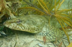 Platycephalus laevigatus