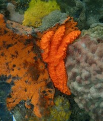 Uniophora granifera