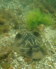 Trygonorrhina dumerilii