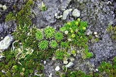 Hectorella caespitosa