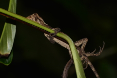 Enyalius