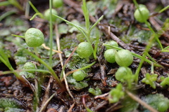 Asterella
