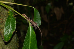 Enyalius
